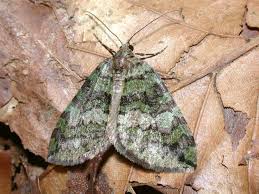 Attēlu rezultāti vaicājumam “Hydriomena furcata”