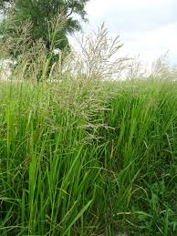 Attēlu rezultāti vaicājumam “Glyceria maxima”