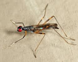 Attēlu rezultāti vaicājumam “Micropezidae”