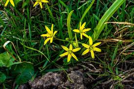 Attēlu rezultāti vaicājumam “Gagea pratensis flower”