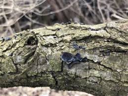 Attēlu rezultāti vaicājumam “Ionomidotis irregularis”