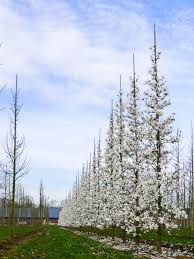 Attēlu rezultāti vaicājumam “Magnolia x loebneri”