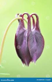 Attēlu rezultāti vaicājumam “Aquilegia vulgaris bud”