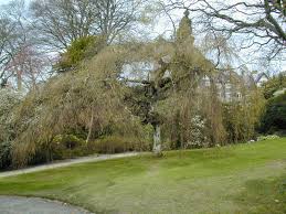 Attēlu rezultāti vaicājumam “Betula pendula Youngii”