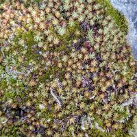 Attēlu rezultāti vaicājumam “Pogonatum dentatum”