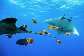 Image result for Mobula birostris