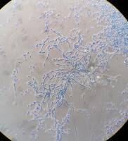 Attēlu rezultāti vaicājumam “Antrodia mellita”