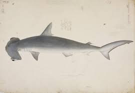 Image result for Sphyrna zygaena