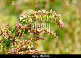 Attēlu rezultāti vaicājumam “Rumex acetosa bud”