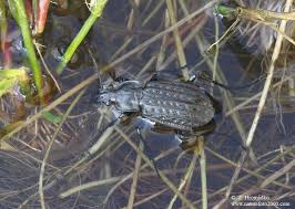 Attēlu rezultāti vaicājumam “Carabus clathratus”