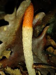 Attēlu rezultāti vaicājumam “Mutinus caninus”