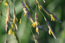 Attēlu rezultāti vaicājumam “Bromopsis inermis fruit”