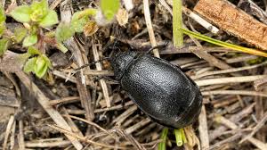 Attēlu rezultāti vaicājumam “Galeruca tanaceti”