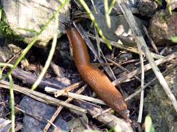 Attēlu rezultāti vaicājumam “Arion lusitanicus”