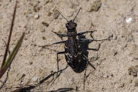 Attēlu rezultāti vaicājumam “Cicindela sylvatica imago”