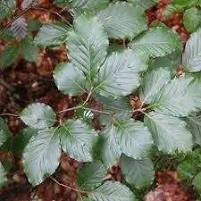 Attēlu rezultāti vaicājumam “Fagus sylvatica fo. laciniata bud”