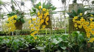 Attēlu rezultāti vaicājumam “Didymium aggregatum”