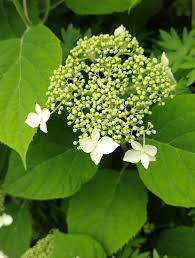 Attēlu rezultāti vaicājumam “Hydrangea arborescens subsp. discolor flower”