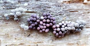 Attēlu rezultāti vaicājumam “Arcyria affinis spores”