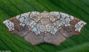 Attēlu rezultāti vaicājumam “Geometridae”