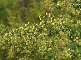 Image result for Artemisia gmelinii