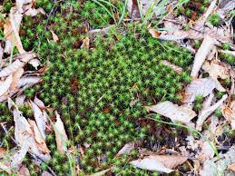 Attēlu rezultāti vaicājumam “Polytrichum commune”