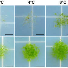 Attēlu rezultāti vaicājumam “Bryum amblyodon sporophyte”