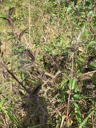 Attēlu rezultāti vaicājumam “Gynaephora selenitica larva”