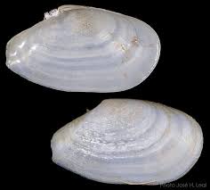 Attēlu rezultāti vaicājumam “Macoma baltica”