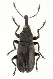 Attēlu rezultāti vaicājumam “Ceruchus chrysomelinus imago”