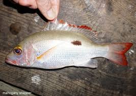 Image result for Lutjanus mahogoni