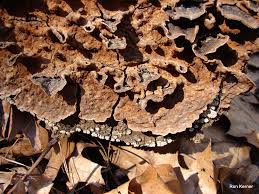 Attēlu rezultāti vaicājumam “Cribraria rubiginosa spores”