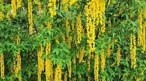 Attēlu rezultāti vaicājumam “Laburnum alpinum flower”