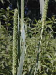 Attēlu rezultāti vaicājumam “Phleum pratense”