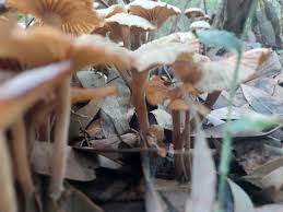 Attēlu rezultāti vaicājumam “Collybia acervata”