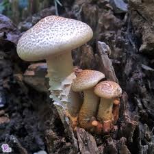 Attēlu rezultāti vaicājumam “Lentinus lepideus”