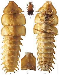 Attēlu rezultāti vaicājumam “Proutia betulina larva”