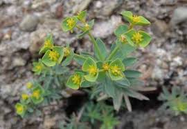 Attēlu rezultāti vaicājumam “Euphorbiaceae”