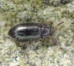 Attēlu rezultāti vaicājumam “Tetratomidae”