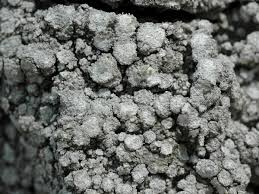 Attēlu rezultāti vaicājumam “Pertusaria albescens”