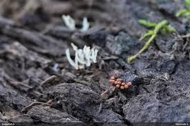 Attēlu rezultāti vaicājumam “Diderma umbilicatum young”