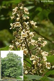 Attēlu rezultāti vaicājumam “Catalpa ovata fruit”