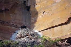 Attēlu rezultāti vaicājumam “Ciconia nigra nest”