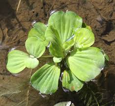 Attēlu rezultāti vaicājumam “Pistia stratiotes”