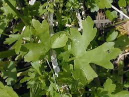 Attēlu rezultāti vaicājumam “Ranunculus sceleratus leaf”