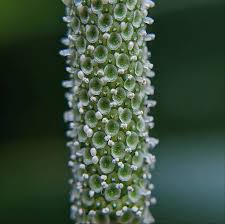 Attēlu rezultāti vaicājumam “Schistidium robustum sporophyte”