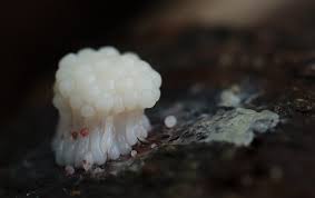 Attēlu rezultāti vaicājumam “Lignydium muscorum macro”