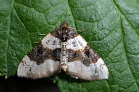 Attēlu rezultāti vaicājumam “Cosmorhoe ocellata”