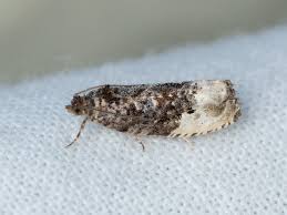 Attēlu rezultāti vaicājumam “Hedya nubiferana”