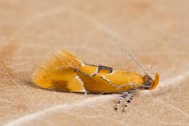 Attēlu rezultāti vaicājumam “Epicallima formosella”